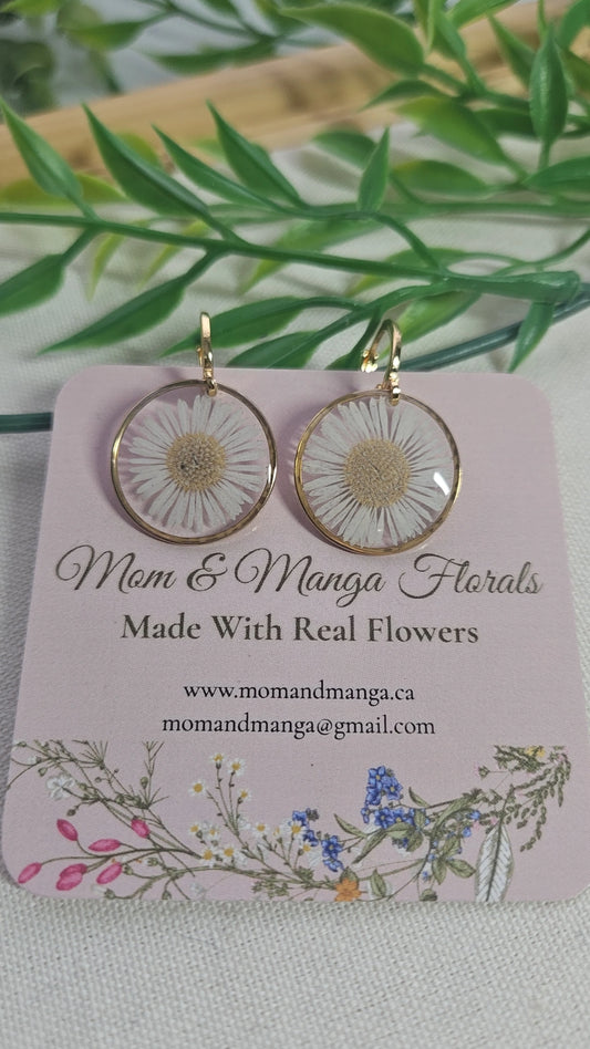 Small Everyday Aster